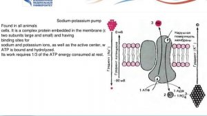 4 Morphology of cellular metabolism