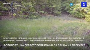 Фотоловушка Севастополя поймала зайца на прогулке