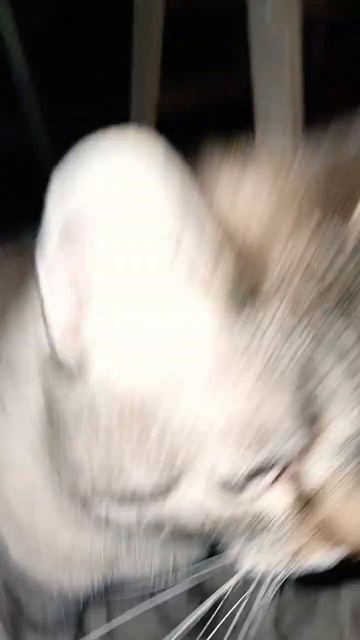 Сними видео со своим котиком#рек #shortvideo #котики #котик