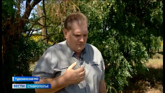 Чем полезен подсолнечный мед и как правильно выбрать настоящий