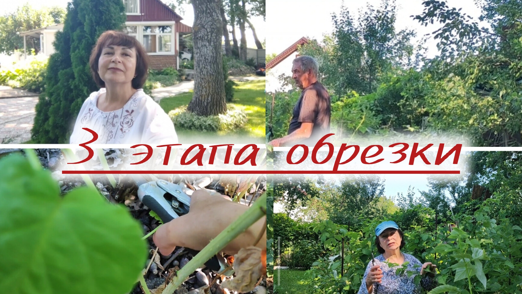 Обрезка малины для урожая следующего года.