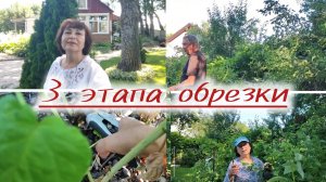 Обрезка малины для урожая следующего года.