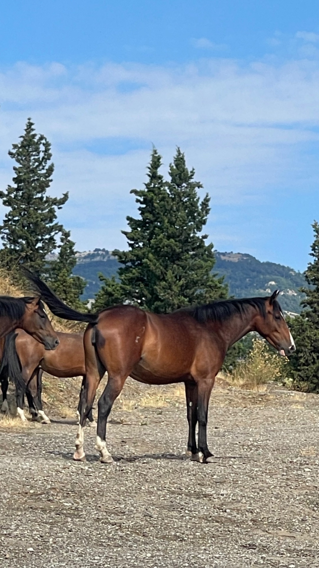 По дороге из Ялты в Судак нам встретились эти прекрасные животные 🐎