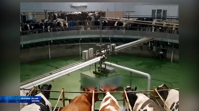 В 30 стран мира поставляется животноводческая продукция и корма из Воронежской области