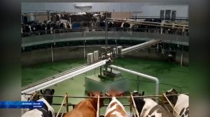В 30 стран мира поставляется животноводческая продукция и корма из Воронежской области