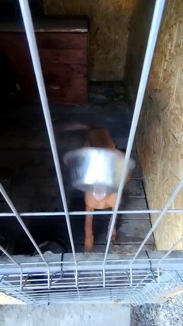 Наказан, но делает вид, что голоден