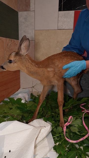 Бэмби учится жить на трёх ножках: история маленького храбреца 🥺🦌✨