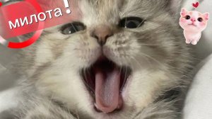 Почему эти котята — лучшие учителя для твоего ребёнка? Ответ в описании.
