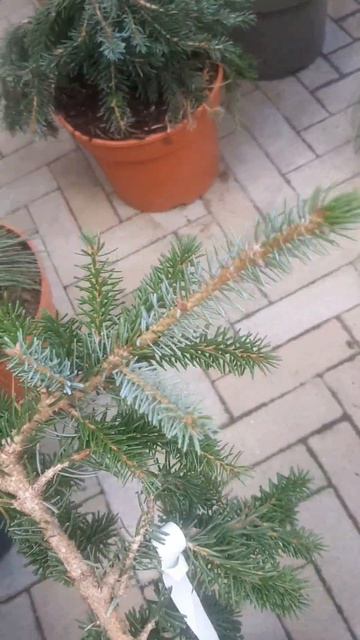 ❤🌲Ель Сербская Брунс пендула
✔Продажа растений в макс и телеграм канале: Https://t.me/love_is_hvoiny
