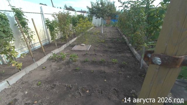 7 соток. Навела порядок на огороде. Хроника 14 августа 2026 год