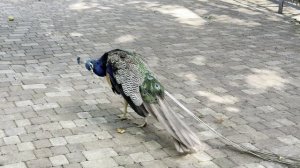Парк Львов Тайган. Кормим животных. Самый лучший зоопарк