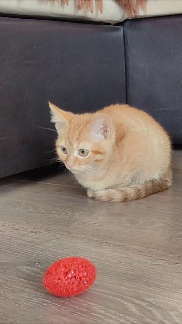 Привет, котенок. Давай поиграем. #котенок #котята 4k