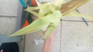 Кукуруза 🌽 ИМБА😎😎😎