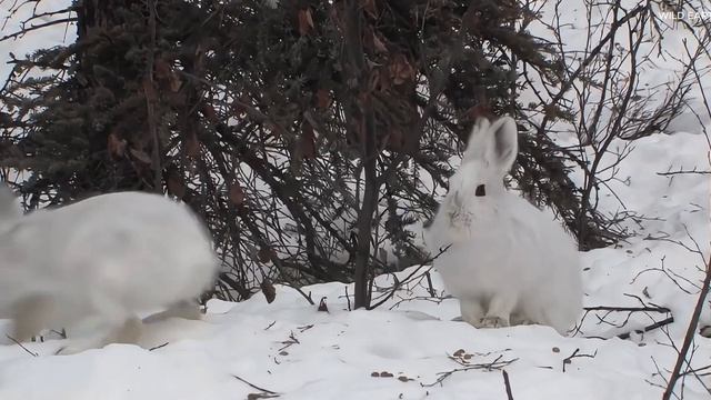 АЛЯСКА 4K   Власть природы   Документальный фильм. Дикая природа.mp4
