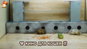 Видео для кошек про крысок развлекать питомцев 🐭🐀😂 596