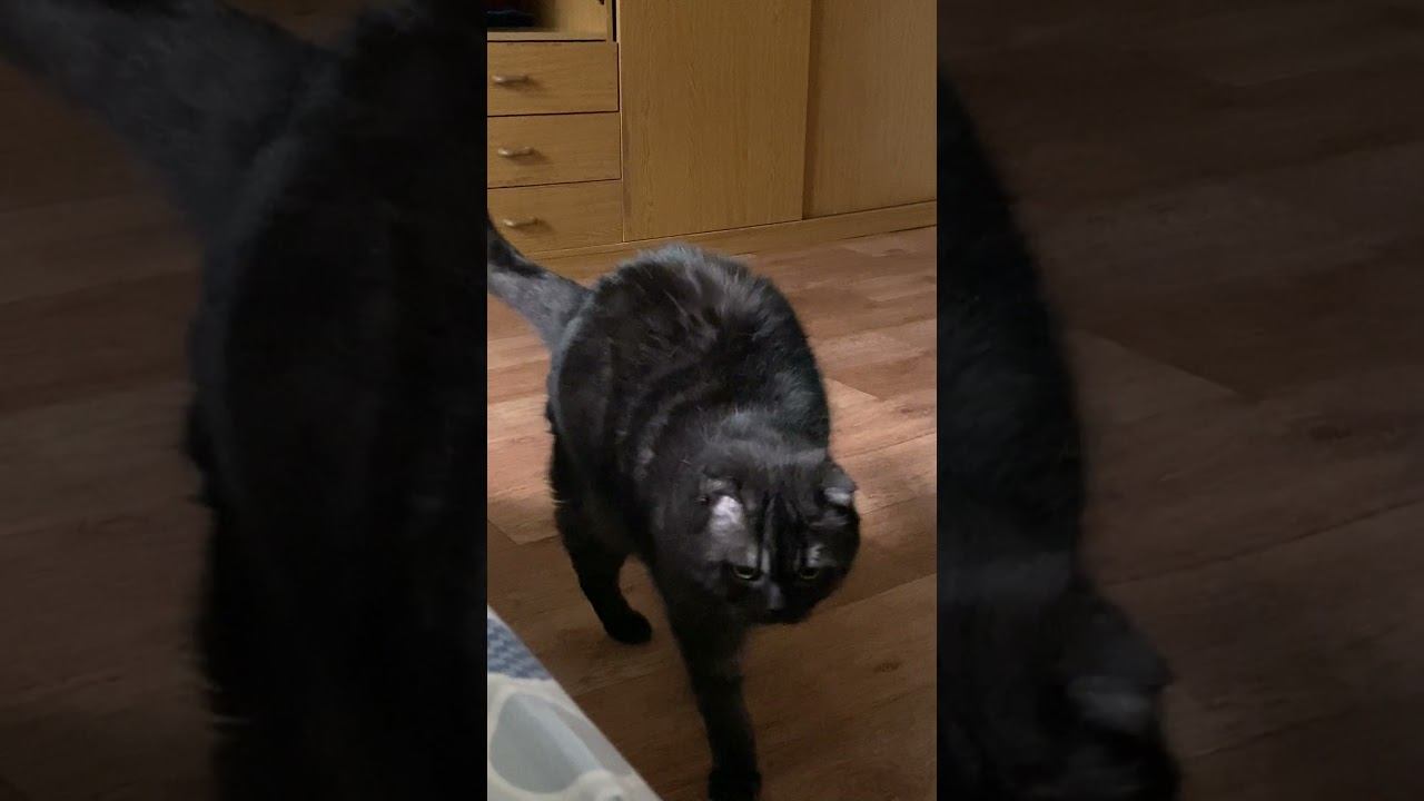 Дневной сон это великолепно ️ #кот #сон #юмор