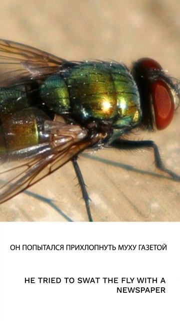 Муха