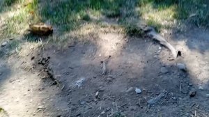 защищается от аномалий 1 День
