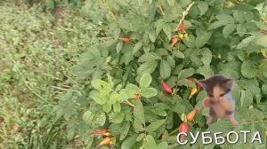 Сегодня холодный день. Но радует меня наш район. ЦВЕТЫ 🌸🌺🌻🌹🌷🌼💐КОНЕЧНО.