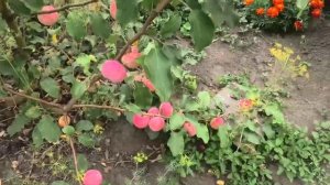 Яблоня АЛТАЙСКОЕ РУМЯНОЕ август