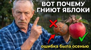 Яблоки ГНИЮТ прямо на ветке. Одна ОШИБКА осенью стоит половины урожая