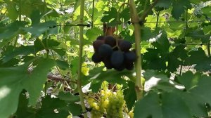 Состояние виноградника на 15.08.2026 года
