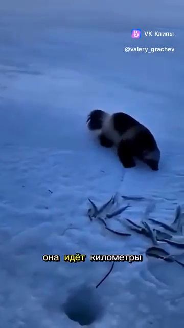 Ang Wolverine  ( Росомаха )