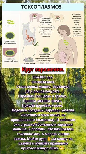 Ветклиника.Токсоплазмоз.