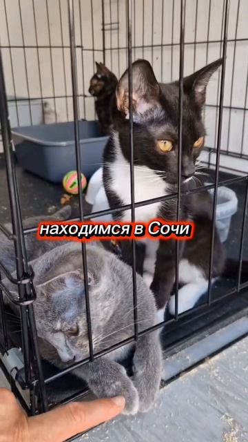 #ЧихуахуаПринцРеди#котятки#кошки#милота