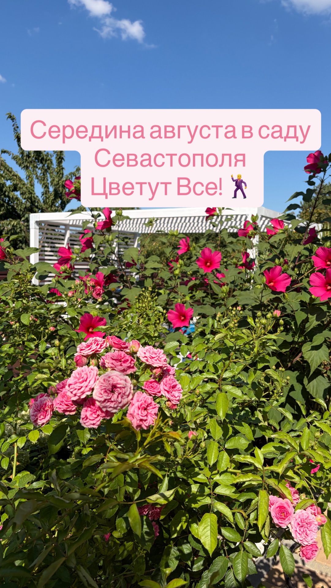 Середина августа в саду Севастополя- цветут все