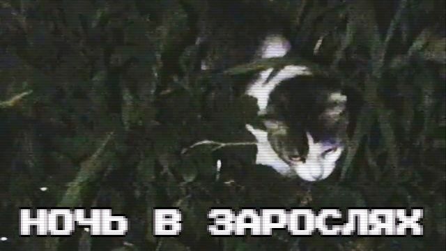 Ночь в зарослях