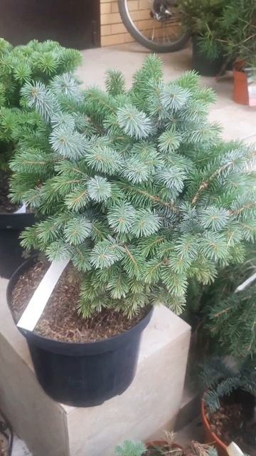 ❤🌲Ель Ситхинская Зильберцверг
✔Продажа растений в макс и телеграм канале: Https://t.me/love_is_hvoin