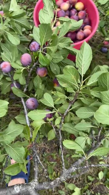 как правильно собирать сливу (5/100)