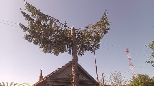 Последствие урагана в селе Нижний Шкафт. Убираем сломанную ель.