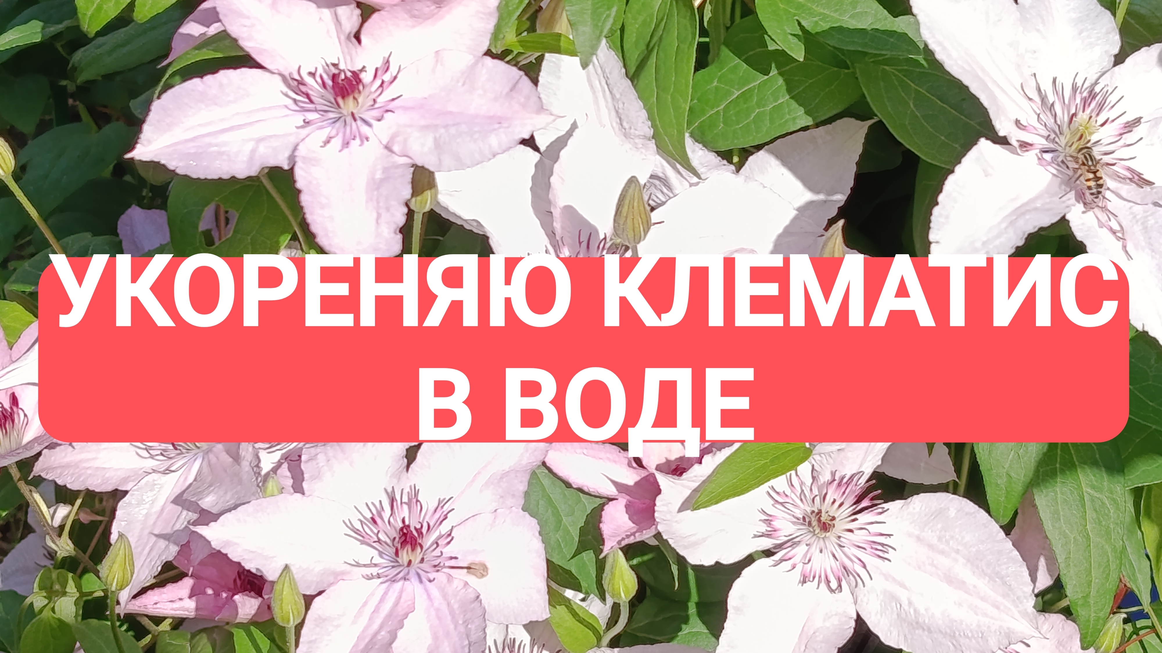 УКОРЕНЯЮ КЛЕМАТИС В ВОДЕ