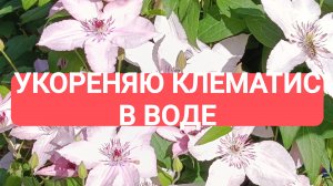 УКОРЕНЯЮ КЛЕМАТИС В ВОДЕ
