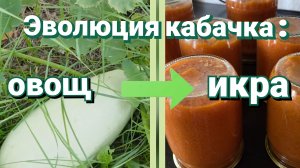 Кабачковая икра - стратегический продукт августа