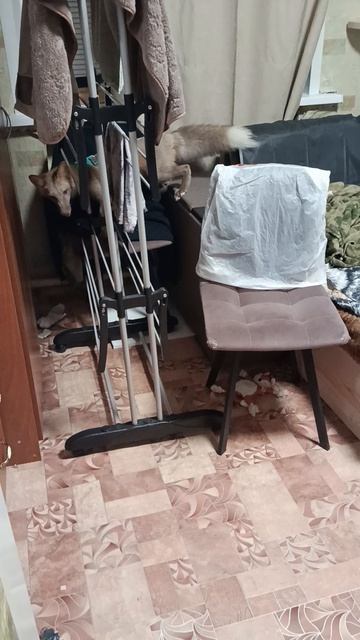 Кеша и бесюны ..