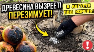 ВНЕСИТЕ ЭТО ПОД ЯБЛОНЮ В АВГУСТЕ - И ДРЕВЕСИНА ВЫЗРЕЕТ, А ДЕРЕВО ПЕРЕЗИМУЕТ