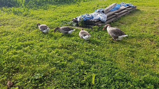 Прогулки на свежем воздухе. Гуси 🪿 куры 🐔🐓 утки 🦆 на гнезде 🪺 волкодав Ева 🐈