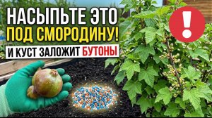 НАСЫПЬТЕ ЭТО ПОД СМОРОДИНУ ПОСЛЕ СБОРА ЯГОД - И КУСТ ЗАЛОЖИТ ВДВОЕ БОЛЬШЕ ПОЧЕК