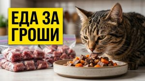 Здоровый рацион кота ЗА КОПЕЙКИ： чем заменить дорогие продукты + Рецепты