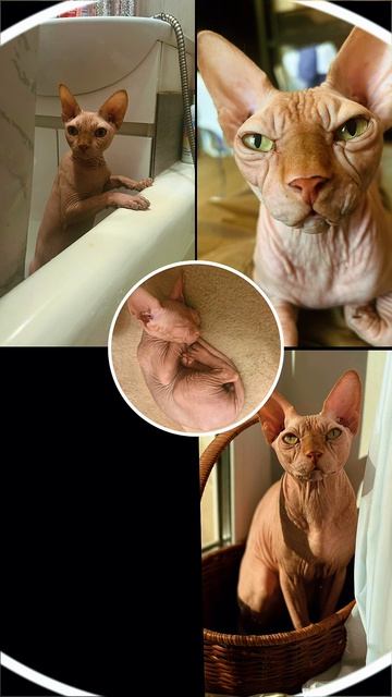 Мой кот Сёма❤️