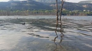 3 минуты чистого релакса - утки на озере🦆🦆