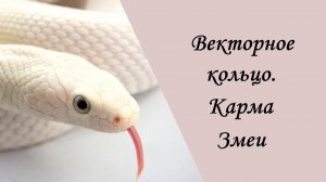 Векторное кольцо. Карма Змеи.