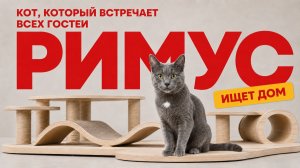 Римус — кот, который встречает всех гостей. Ищет дом