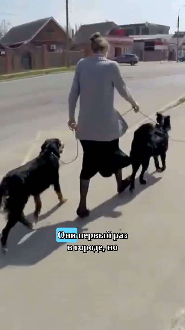 Кто на самом деле ведет вашу прогулку с собакой