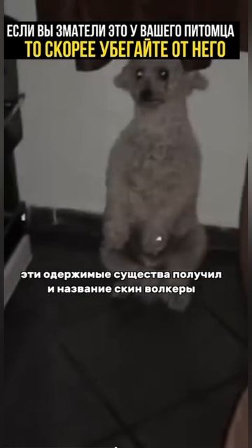Скинволкеры