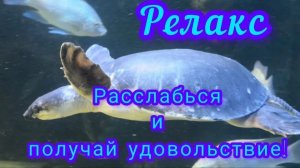 РЕЛАКС, НОЛЬ СТРЕССА,И ПУСТЬ ВЕСЬ МИР ПОДОЖДЁТ 😉