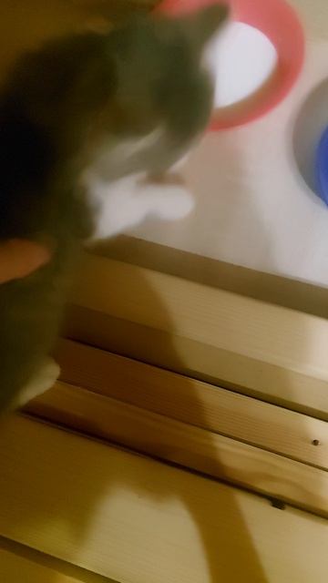 котятки